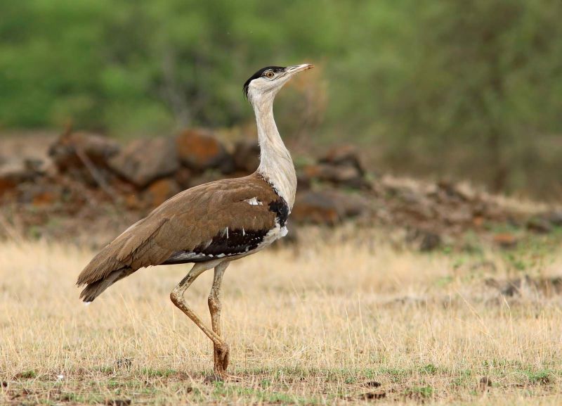 India Will Host COP-13 UN Summit for Conservation of Migratory Wildlife Species