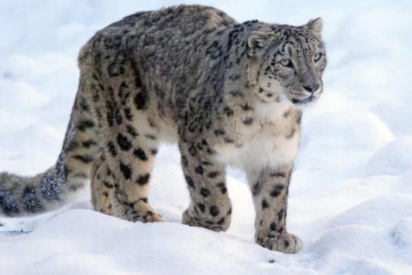 India’s First Snow Leopard Conservation Center to be constructed at Gangotri National Park