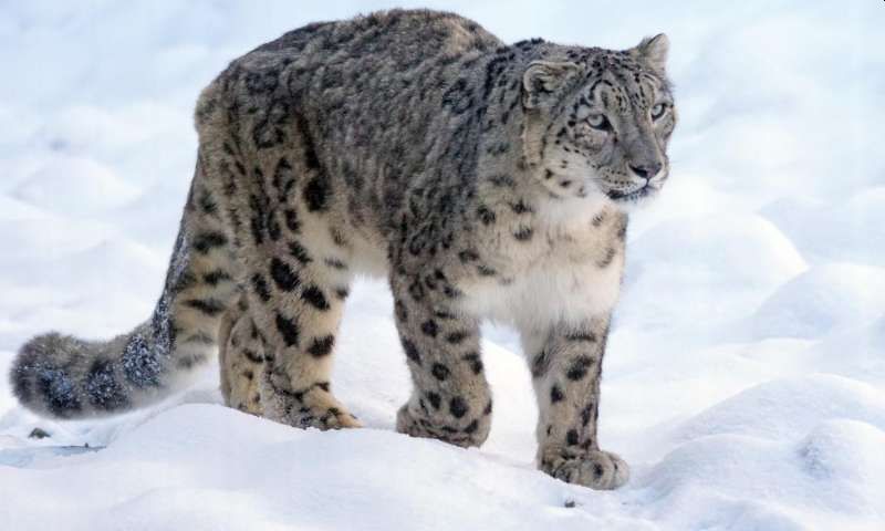 India’s First Snow Leopard Conservation Center to be constructed at Gangotri National Park