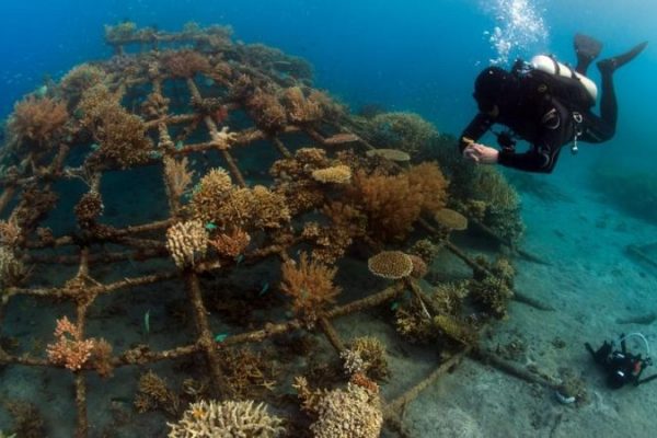 Scientists Use Solar-Powered Biorocks to Regenerate Coral Reefs in Gulf of Kutch