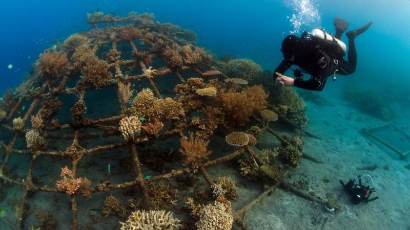 Scientists Use Solar-Powered Biorocks to Regenerate Coral Reefs in Gulf of Kutch