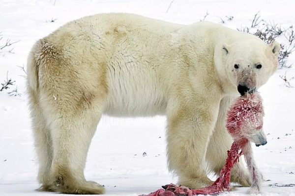 Why Polar Bears Have Resorted to Cannibalism in Russia’s Arctic?