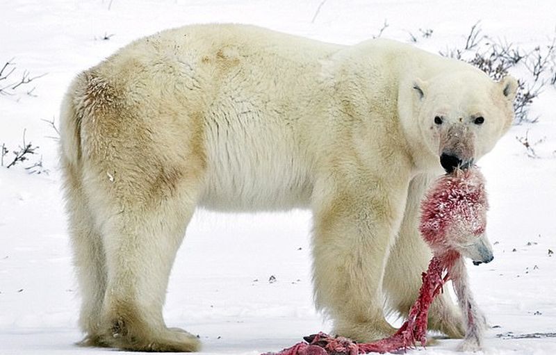 Why Polar Bears Have Resorted to Cannibalism in Russia’s Arctic?