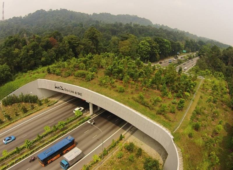 Wildlife passing bridge, Bukit Timah Expressway (BKE) in Singapore - Migration Corridors in the world