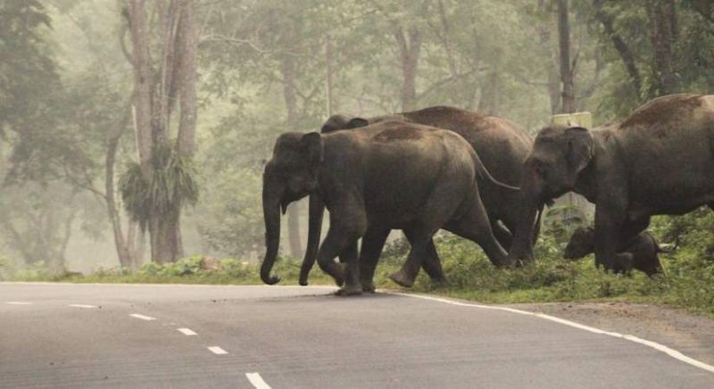 Kaziranga-Karbi Anglong corridor - Wildlife Corridors across the Globe