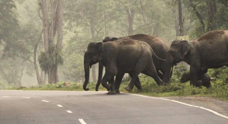 Wildlife Corridors Providing Safe Passages to Species across the Globe