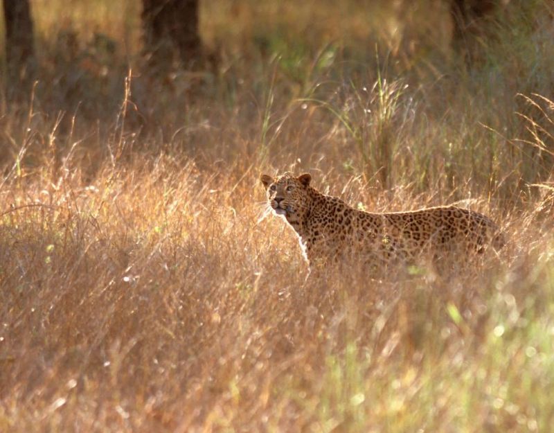 Kanha Pench Corridor - Wildlife Corridors around the world 