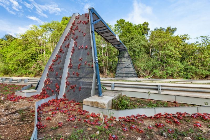 Underpass crab crossing, Christmas Island National Park - Wildlife Corridors Providing Safe Passages to Species across the Globe