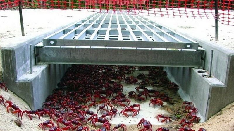 Underpass crab crossing on Christmas Island National Park - Wildlife Corridors around the world