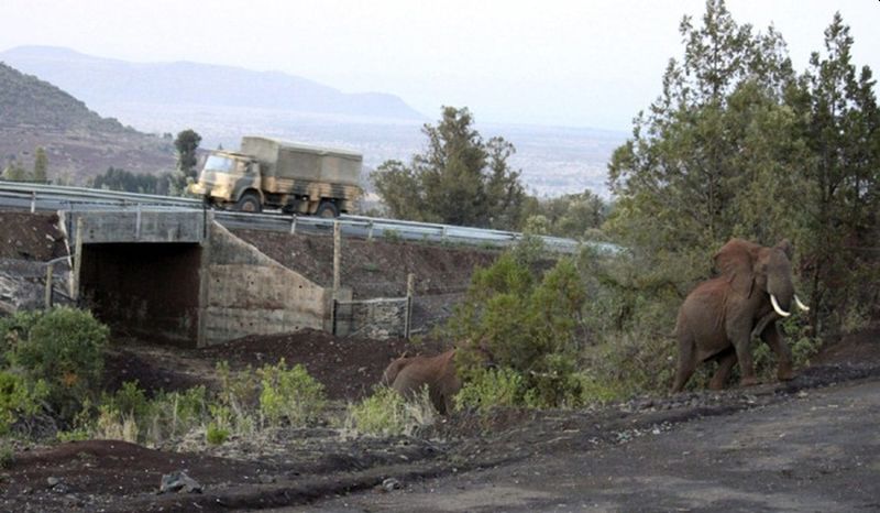 Elephant underpass in Mt. Kenya National Forest - Wildlife Corridors across the Globe