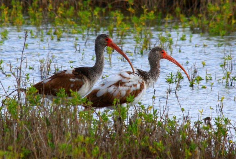 Lower Rio Grande Valley - Wildlife Corridors across the Globe