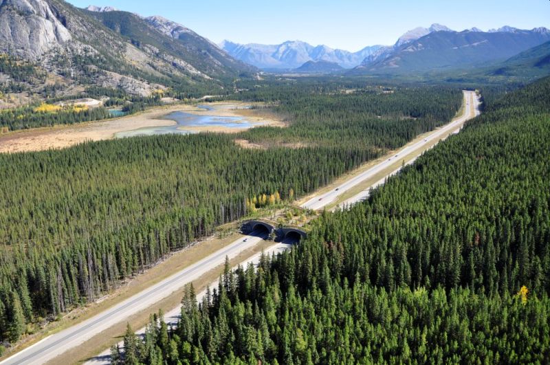 TransCanada Highway in Banff National Park, Canada - Wildlife Corridors around the world