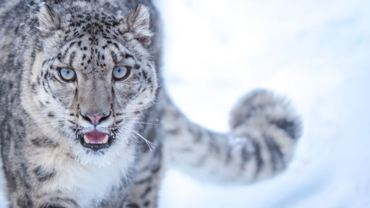 Increase in Population of Endangered Snow Leopard in Himachal Pradesh Increase in Population of Endangered Snow Leopard in Himachal Pradesh