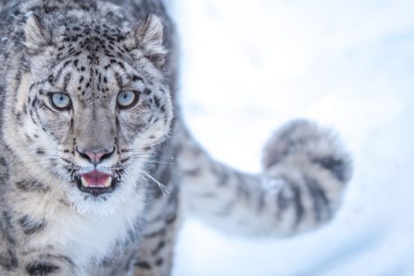 Increased Snow Leopard Population in Himachal Pradesh Brings Joy to Conservationists