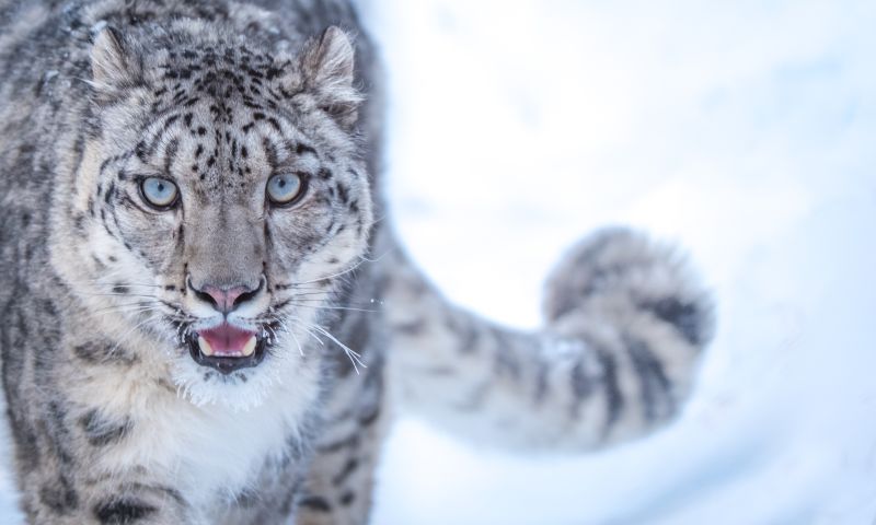 Increased Snow Leopard Population in Himachal Pradesh Brings Joy to Conservationists