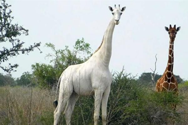 Two Extremely Rare White Giraffes Slaughtered by Poachers in Kenya