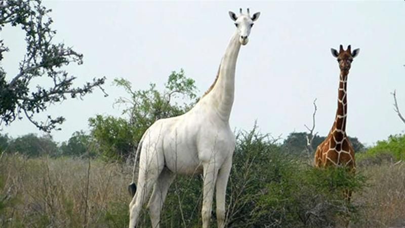 Two Extremely Rare White Giraffes Slaughtered by Poachers in Kenya