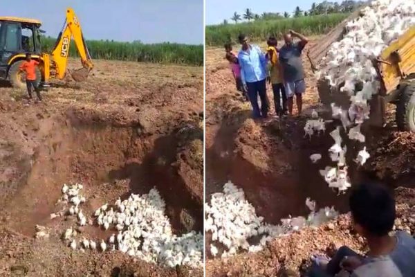 Poultry farmer buries chicken alive in fear of coronavirus