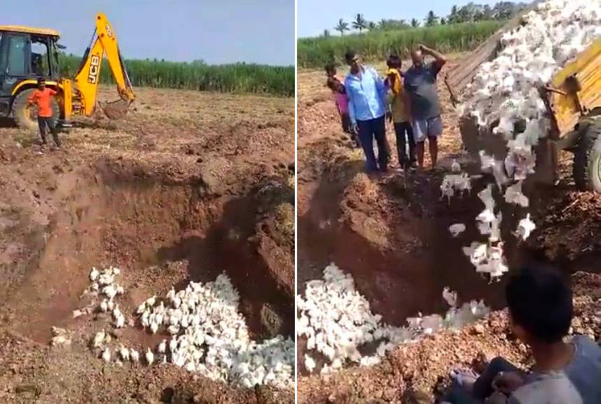 Poultry farmer buries chicken alive in fear of coronavirus