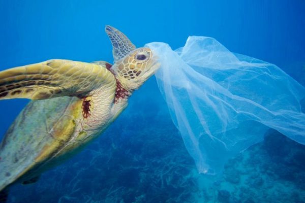 Researchers Reveal Odor of Ocean Plastics Causes Turtles to Eat Them