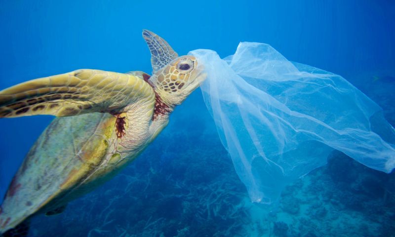 Researchers Reveal Odor of Ocean Plastics Causes Turtles to Eat Them