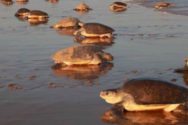 With Humans in Lockdown, Olive Ridley Turtles Return for Nesting on Odisha Beach