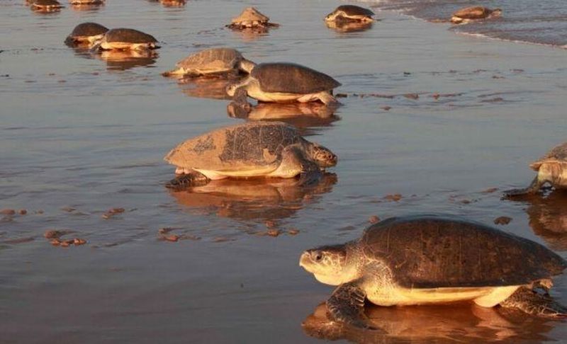 With Humans in Lockdown, Olive Ridley Turtles Return for Nesting on Odisha Beach