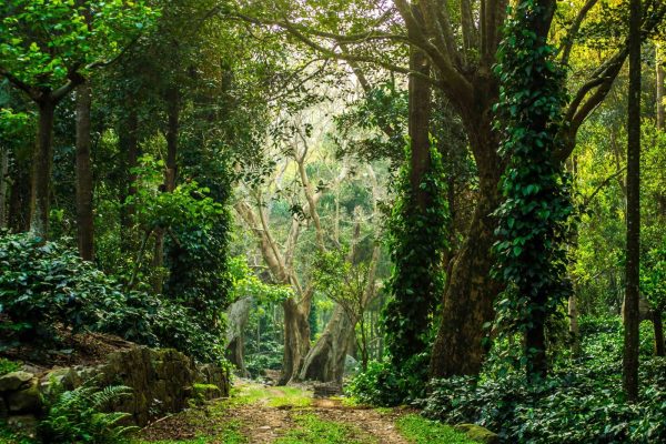 Forest cover in india