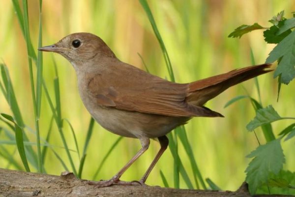 Climate Change Is Affecting Anatomy and Migration Patterns of Nightingale Bird