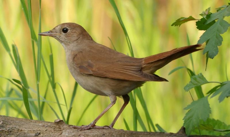 Climate Change Is Affecting Anatomy and Migration Patterns of Nightingale Bird