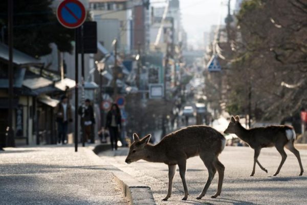 Nature is Healing as Coronavirus Lockdowns Clear Skies and Streets