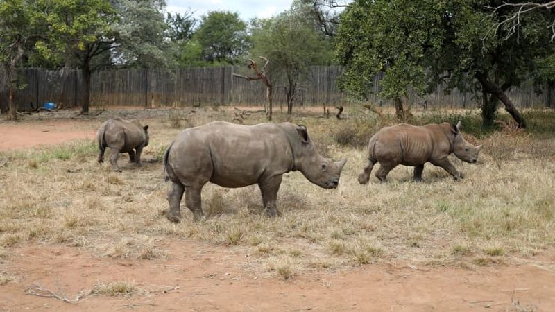 Poaching Incidents Escalate in Africa After Tourism Plunges Amid Coronavirus Pandemic