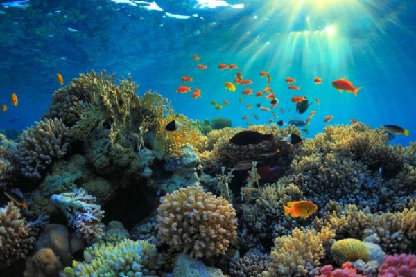 Scientific Methods to Rebuild Marine Life Amid Rising Temperatures