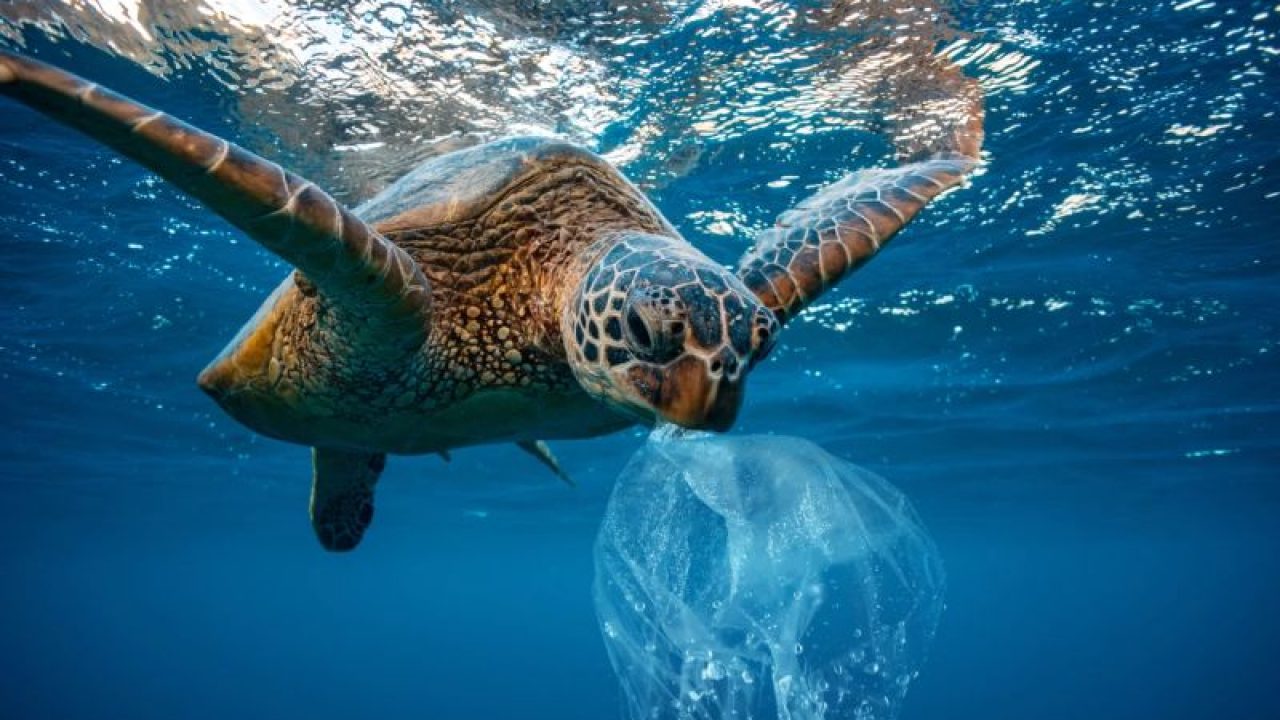Study Measures Size of Ocean Plastic Marine Animals Can Consume Study Measures Size of Ocean Plastic Marine Animals Can Consume