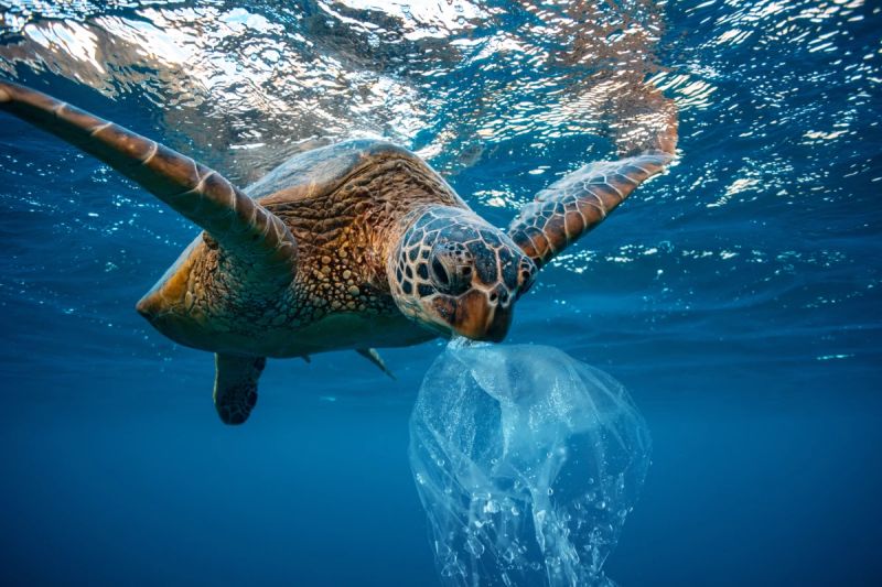 Study Measures Size of Ocean Plastic Marine Animals Can Consume