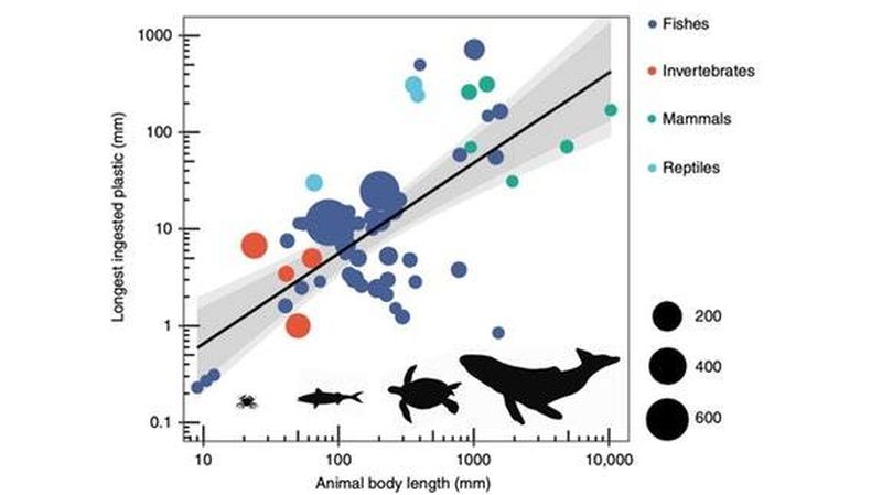 Study Measures Size of Ocean Plastic Marine Animals Can Consume