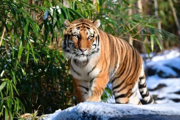 Tiger at Bronx Zoo in New York City Tests Positive for COVID-19 Coronavirus