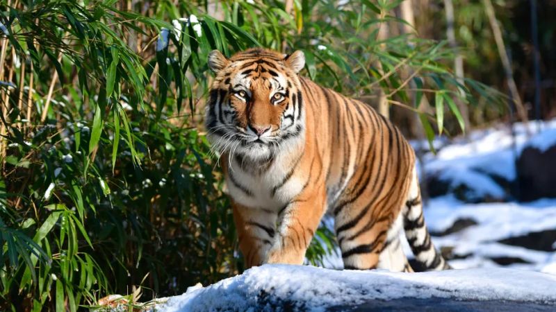 Madhya Pradesh Forest Department To Test Tigers for COVID-19 