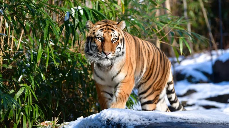 Tiger at Bronx Zoo in New York City Tests Positive for COVID-19 Coronavirus