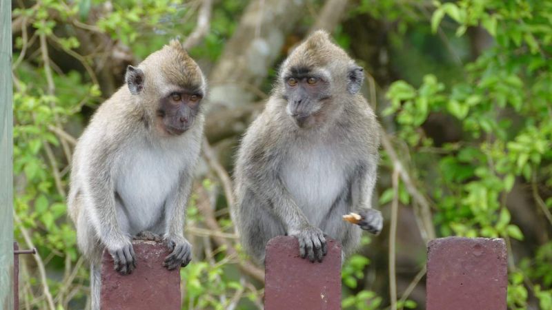 Even Animals Practice Social Distancing to Prevent Spread of Microbes in the Wild