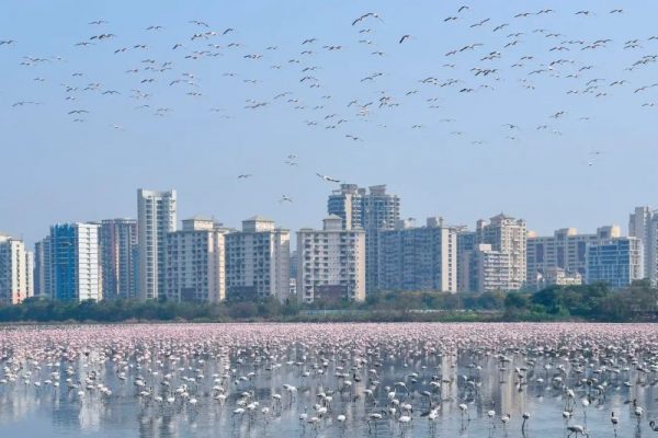 Flamingos are Flocking in Mumbai Amidst Coronavirus Lockdown