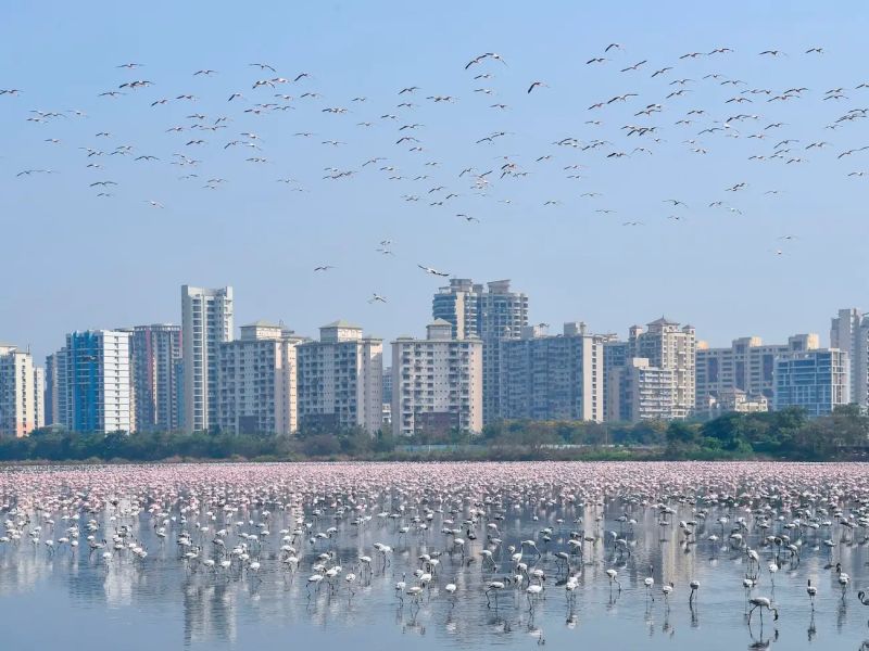 Flamingos are Flocking in Mumbai Amidst Coronavirus Lockdown