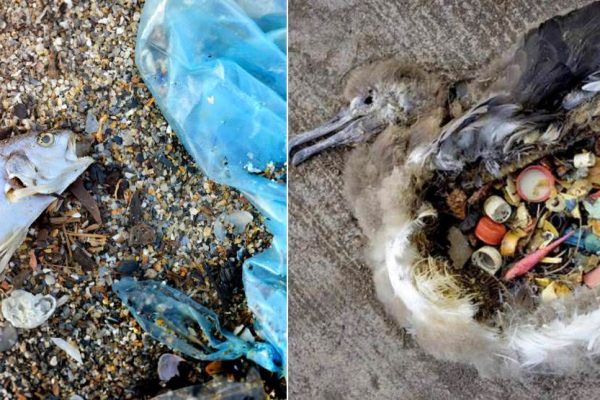 How Ocean Plastic Affects Marine Species