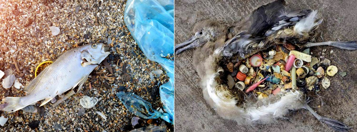 Potentially Disastrous Effects of Ocean Plastic on Marine Species