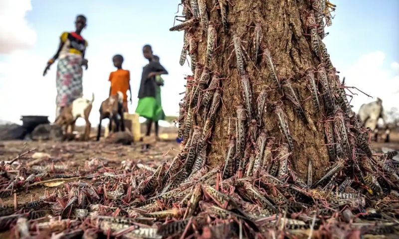 Locust Swarms Threaten Crops in African and South Asian Countries