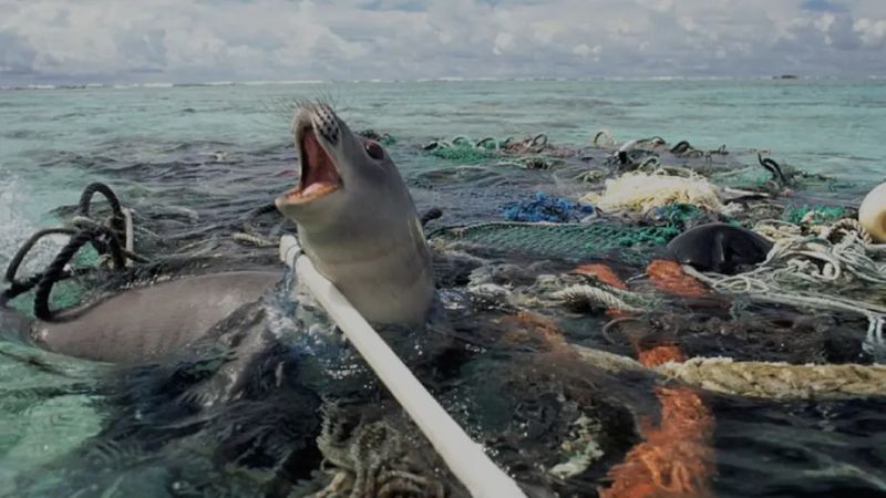 Ocean Plastic Has Potentially Disastrous Effects on Various Marine Species