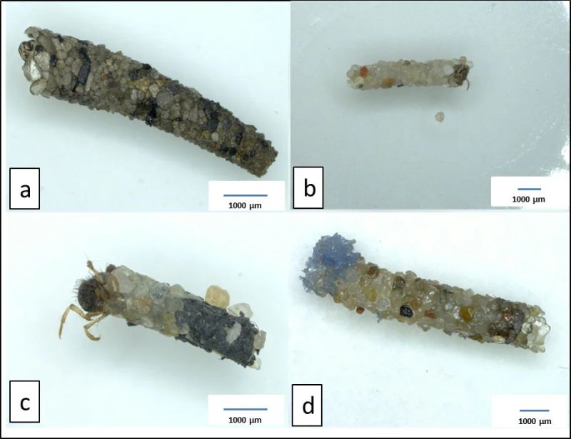 Ocean Plastic Has Potentially Disastrous Effects on Various Marine Species