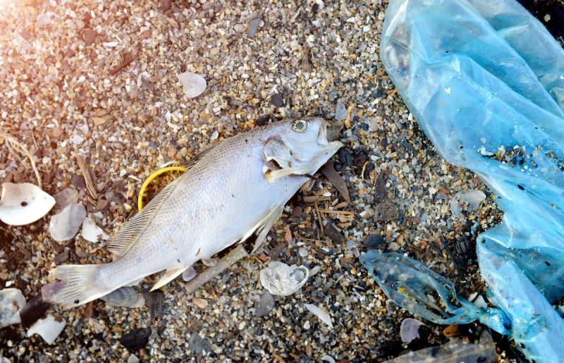 Ocean Plastic Has Potentially Disastrous Effects on Various Marine Species