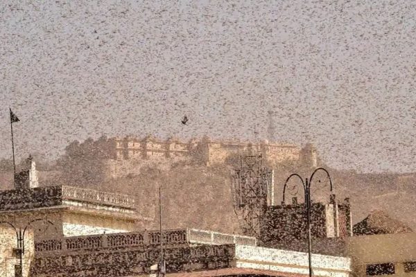 Swarms of Locusts Wreaking Havoc in Several States of India