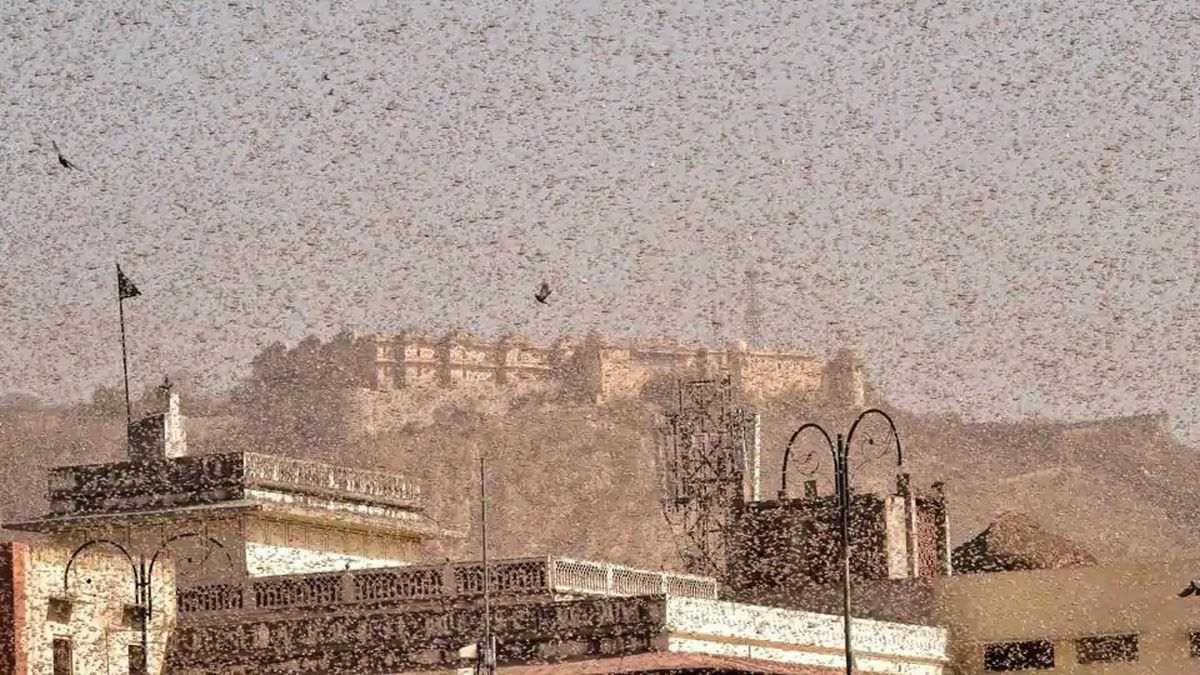 Swarms of Locusts Wreaking Havoc in Several States of India